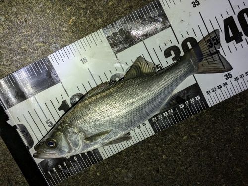 セイゴ（ヒラスズキ）の釣果