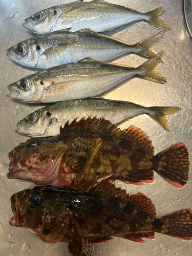 アジの釣果