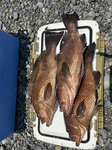 オオモンハタの釣果