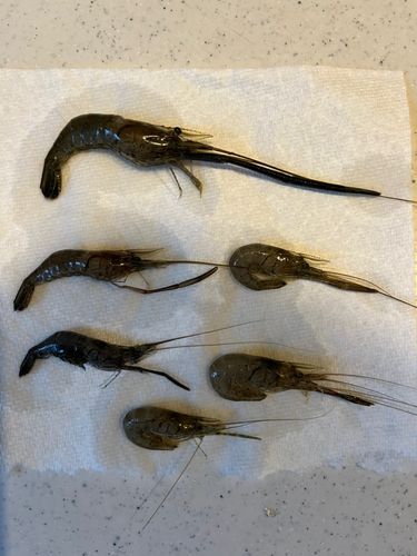 テナガエビの釣果