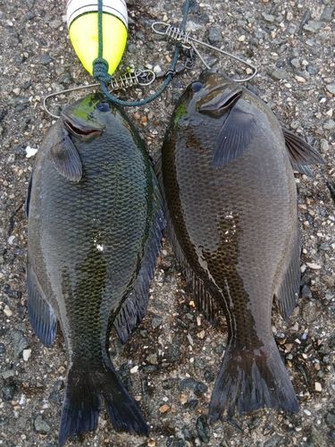 グレの釣果