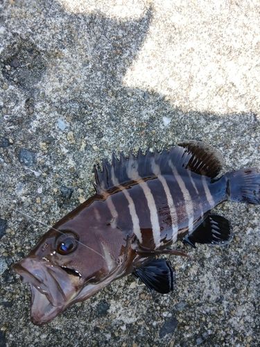 マハタの釣果