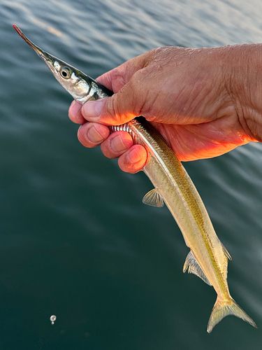 サヨリの釣果