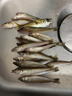 シロギスの釣果