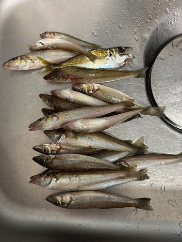 シロギスの釣果