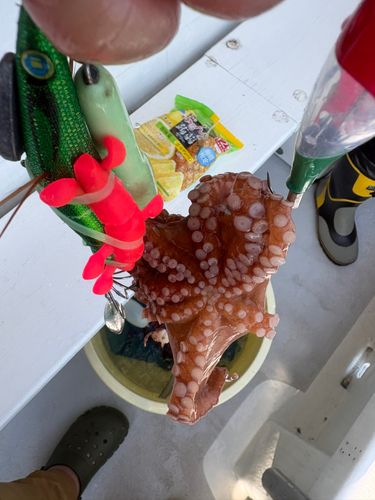 マダコの釣果
