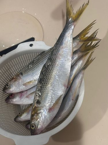 コノシロの釣果