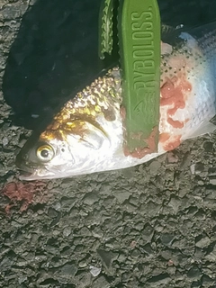 コノシロの釣果