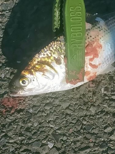 コノシロの釣果