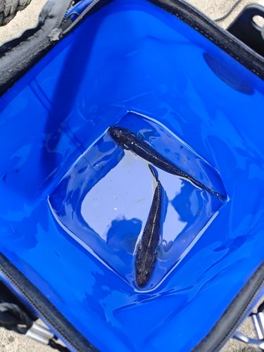 ハゼの釣果