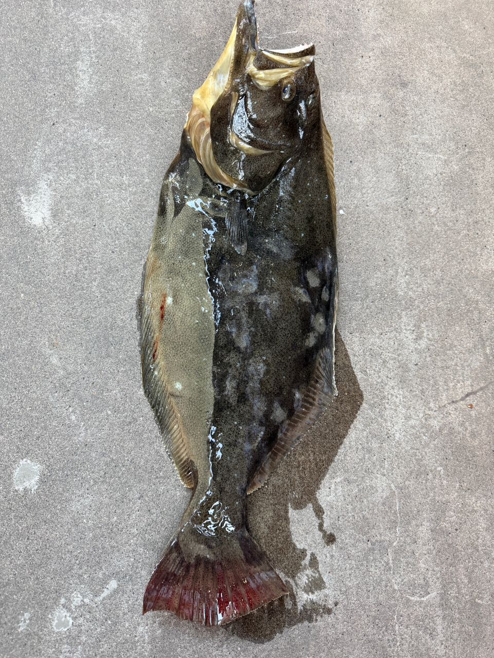 AbuGarcia クロスフィールド XRFS-1032Mの最安値・インプレ・釣果