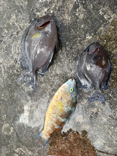 アーガイの釣果