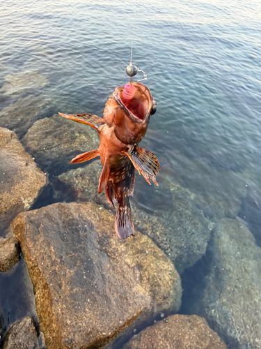 カサゴの釣果
