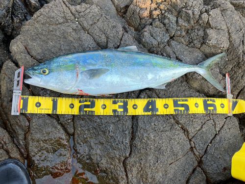 ワラサの釣果