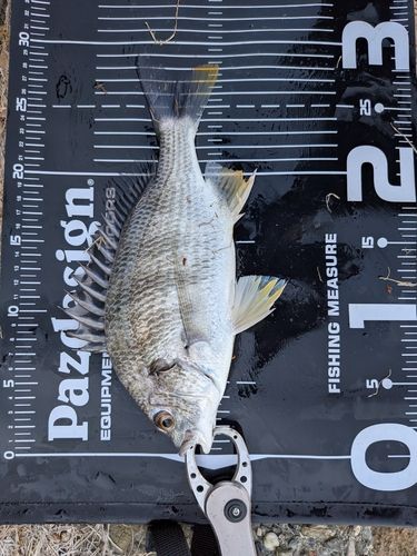 キビレの釣果