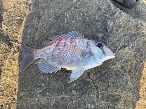 メイチダイの釣果