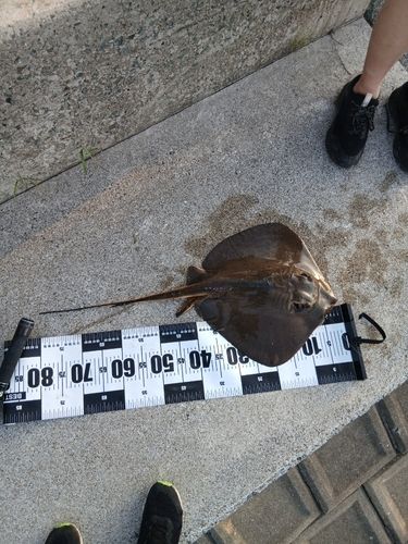 アカエイの釣果
