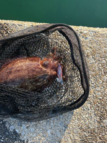 コウイカの釣果