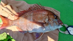 マダイの釣果