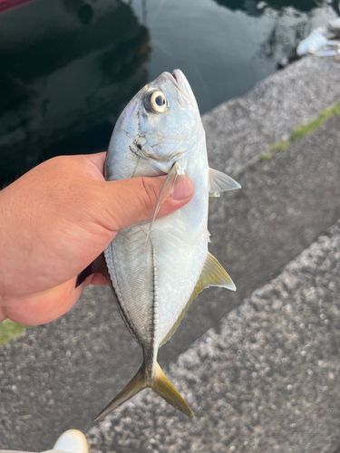 ギンガメアジの釣果