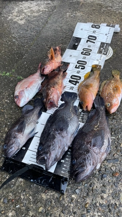 クロソイの釣果