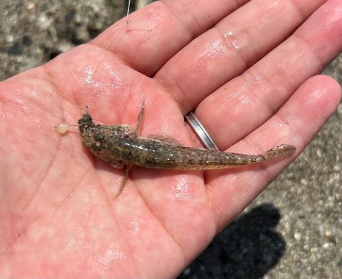 ハゼの釣果