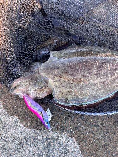 モンゴウイカの釣果