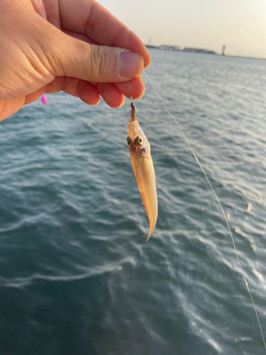 キスの釣果