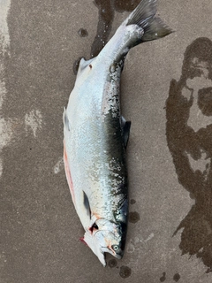 サクラマスの釣果
