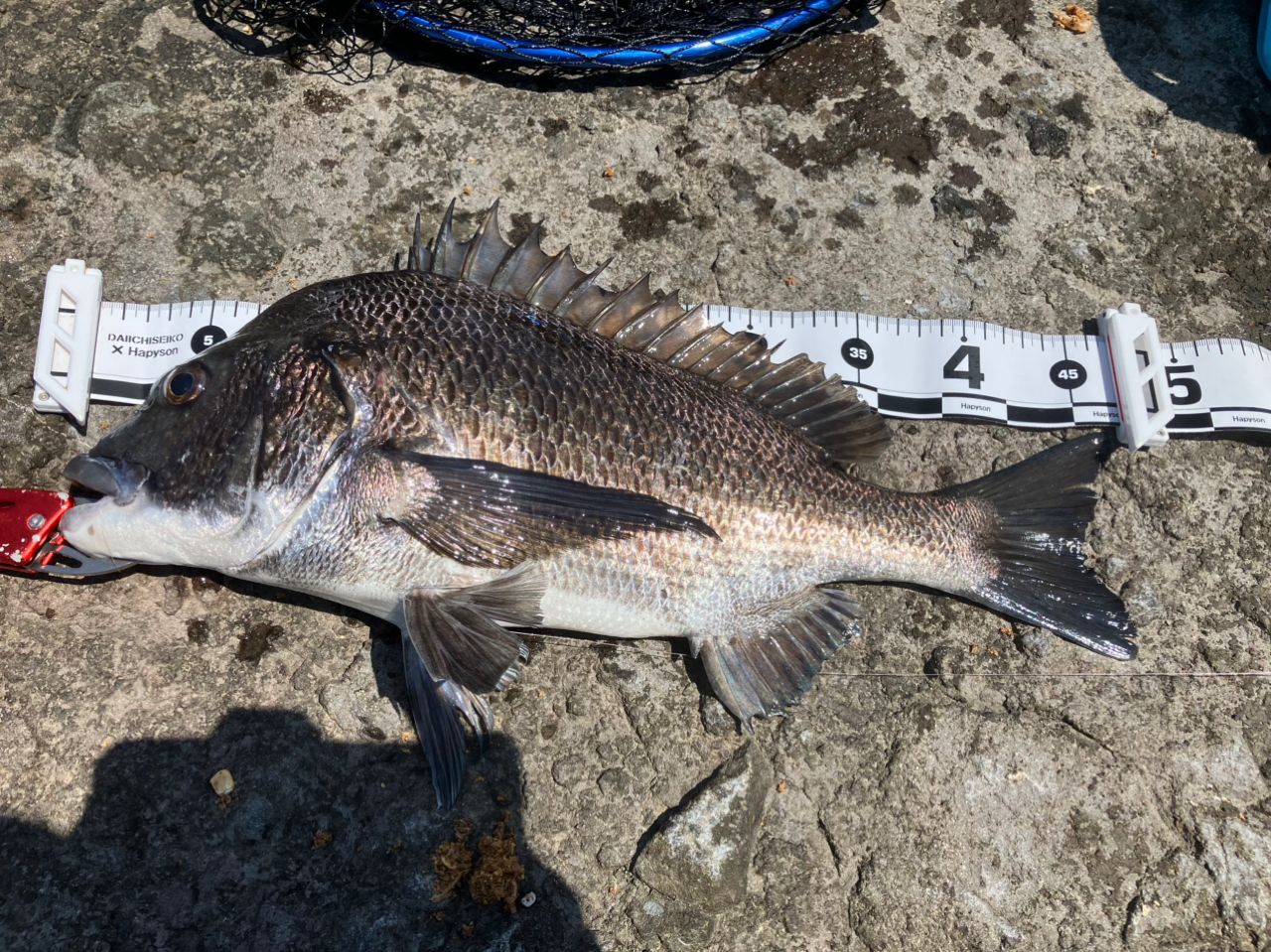 SHIMANO 17サハラ C3000HGの最安値・インプレ・釣果 | 本音の口コミが