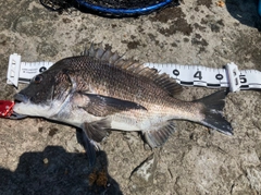 クロダイの釣果