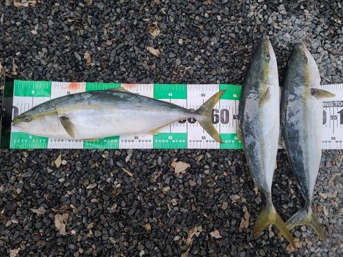 ヤズの釣果
