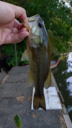 ラージマウスバスの釣果