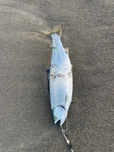 サクラマスの釣果