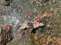 ムラソイの釣果