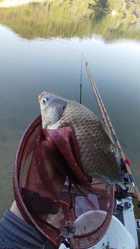 ヘラブナの釣果