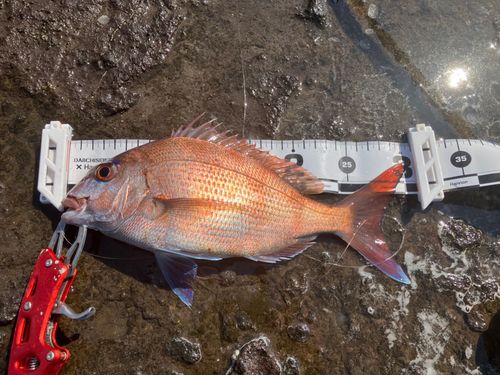 マダイの釣果