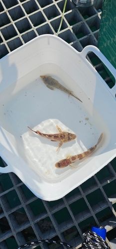 キスの釣果