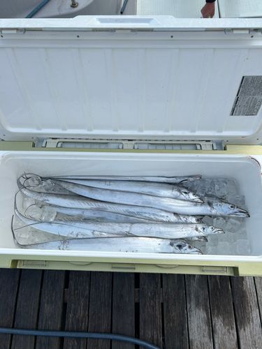 タチウオの釣果