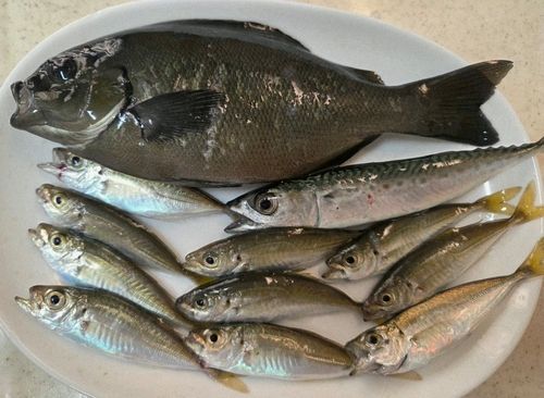 メジナの釣果