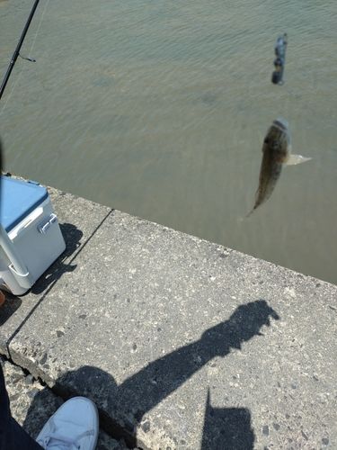 マハゼの釣果