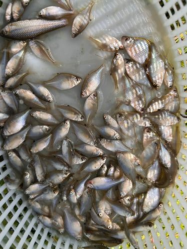 タイリクバラタナゴの釣果
