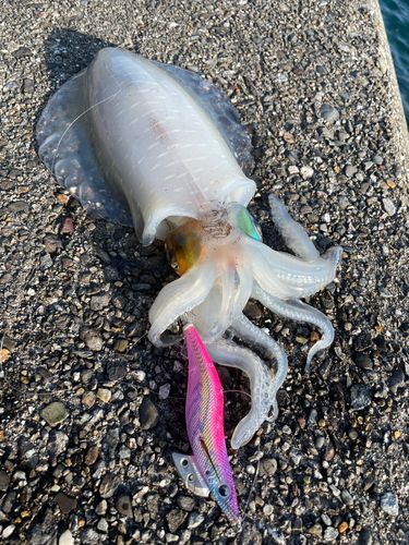 アオリイカの釣果