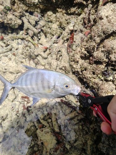 クロヒラアジの釣果