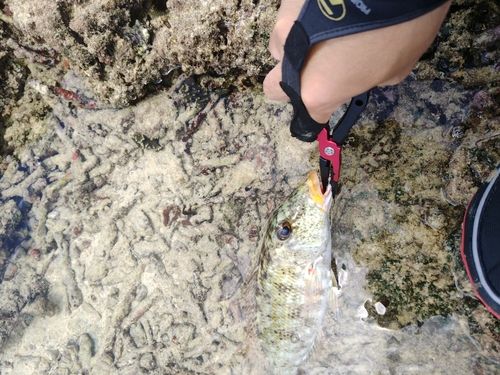 ムネアカクチビの釣果