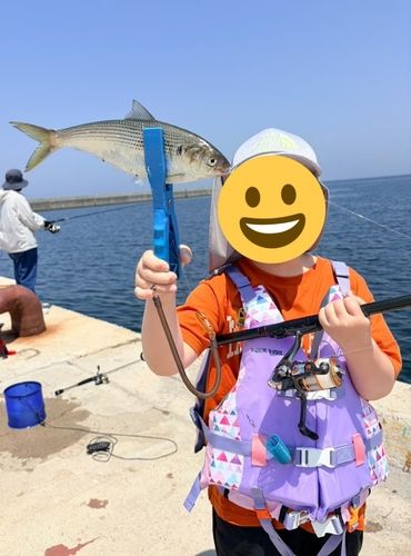 コノシロの釣果
