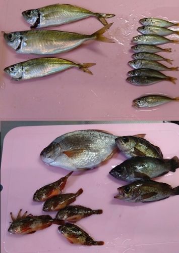 アカメバルの釣果