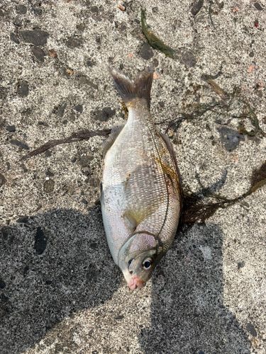 ホッケの釣果