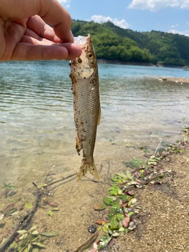 ハスの釣果
