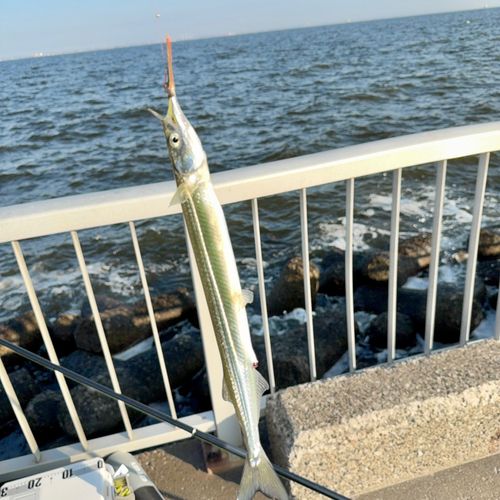 サヨリの釣果